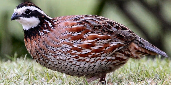 Bobwhite Quail