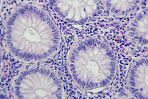 Atlas de histología vegetal y animal