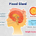 Pineal Tumor – Types, Risk Factors, Diagnosis and Treatment'