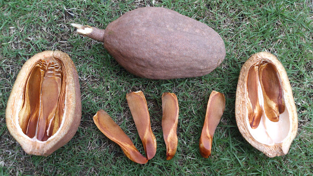 mahogany tree seed
