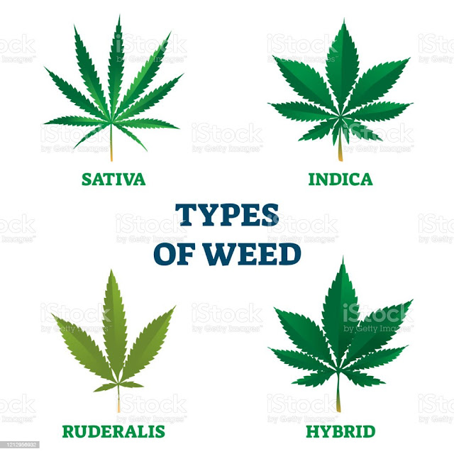 Cannabis Género (Sativa, Indica y Ruderalis)