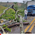Caminhão bate em árvore próximo a Morro do Coco