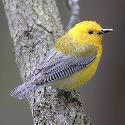 Photo of Prothonotary Warbler on a branch