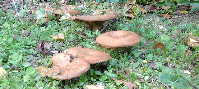 Brown Rollrim Paxillus involutus, Indre et Loire, France. Photo by Loire Valley Time Travel.