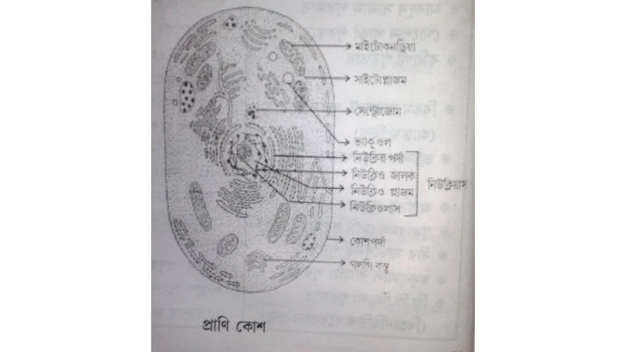 কোশ কী গঠন ব্যাখ্যা  | Explain Cell Structure In Bengali