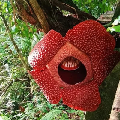 bunga rafflesia