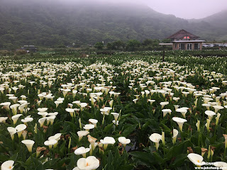 海芋田