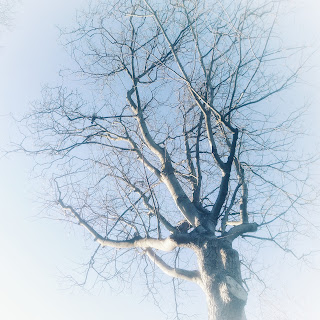 A leafless tree set against morning light