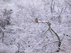 IJsvogel met Rijp