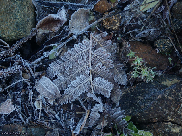 43: fern with frozen water fringes