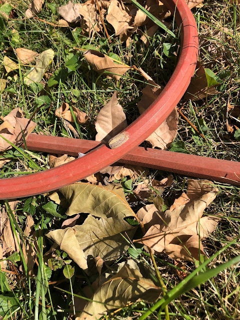 Insect eggs attached to a red garden hose