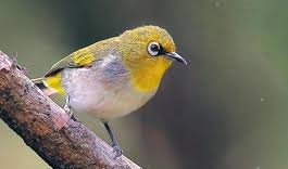 The Indian White-eye - Birds of India