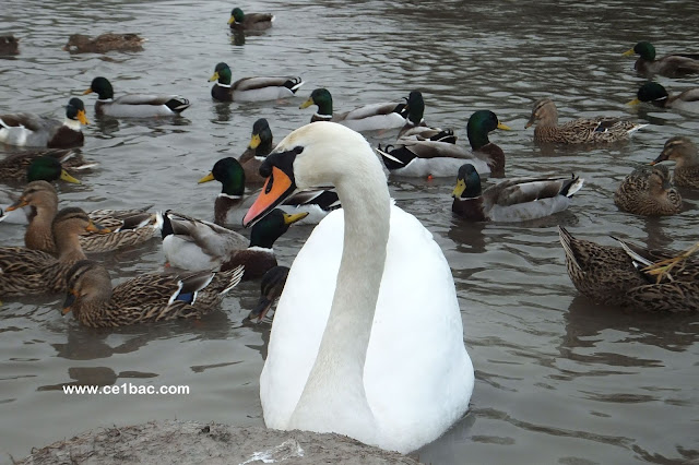 Cygne et colverts