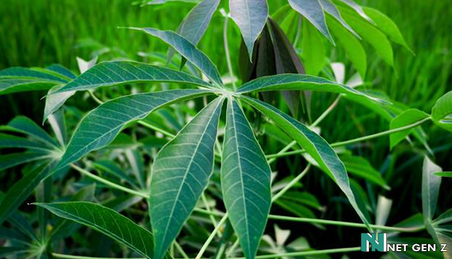 8 Benefits of Cassava Leaves for the Body