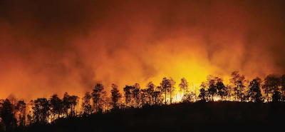 kebakaran hutan