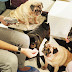 What to expect at Singapore's First Pug Cafe - What The Pug @ Haji Lane