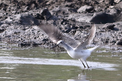 Common Greenshank