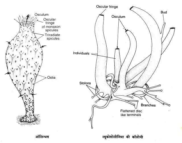 ल्यूकोसोलीनिया-एक स्पंज(Leucosolenia):वर्गीकरण, संरचना, प्राकृतिक वास,चित्र,पोषण|hindi