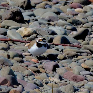 LRP on River Nith
