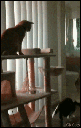 Funny reverse GIF • Sneak cat attack, you'll never it coming! [ok-cats.com]