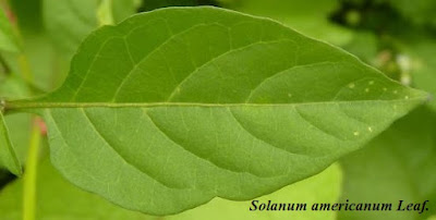 Solanum americanum single Leaf