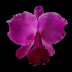 Cattleya Labiata: La Orquídea que Todo Coleccionista Debe Tener