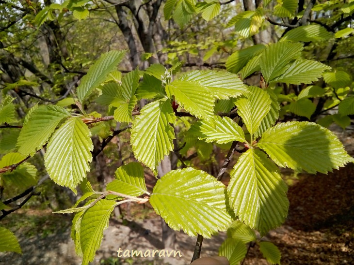 Мелкоплодник ольхолистный (Micromeles alnifolia)