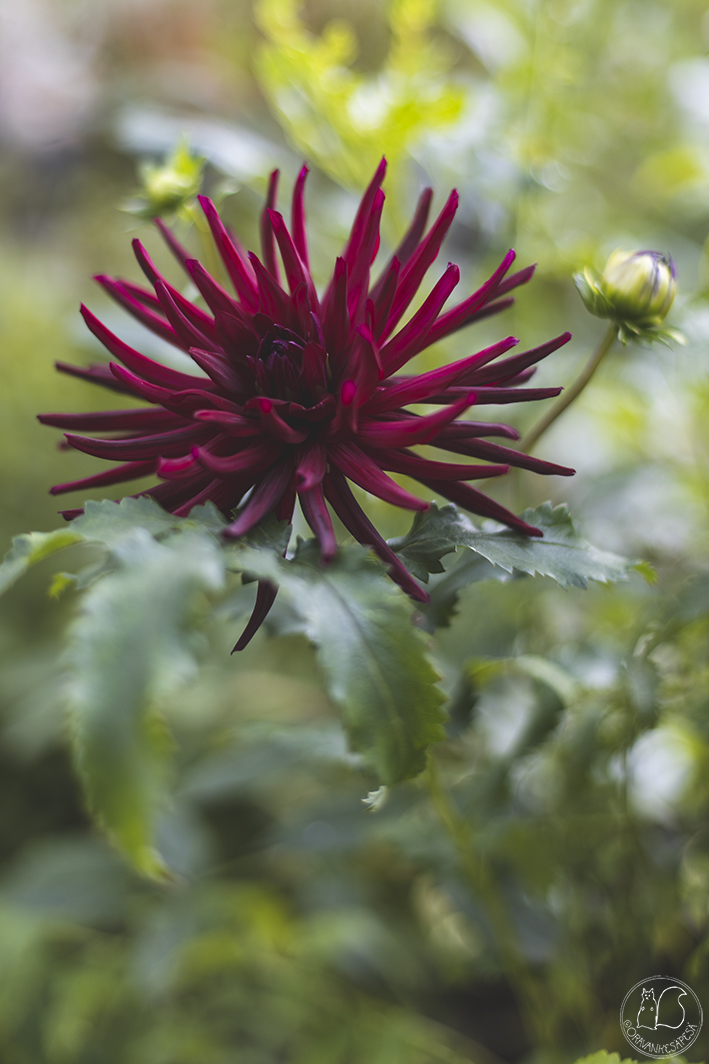 Oravankesäpesä puutarha siirtolapuutarha daalia dahlia 'Nuit d'Ete'