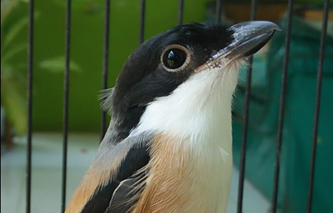 Cara Mudah Meningkatkan Volume Burung Cendet