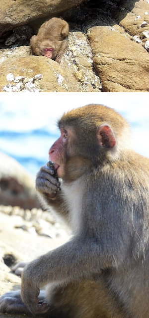 Macaque tooth study prompts rethink of human evolution