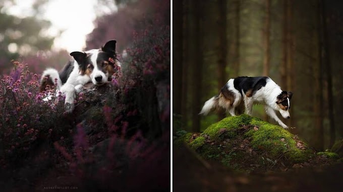 14 Breathtaking Photos Of Dogs Posing In Enchanting Landscapes