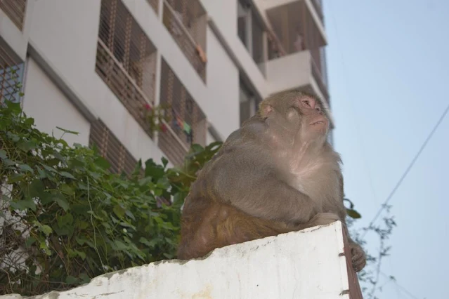 A beautiful monkey on the first floor of a building