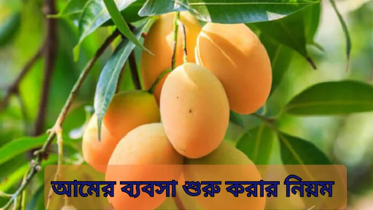 আমের ব্যবসা শুরু করার নিয়ম