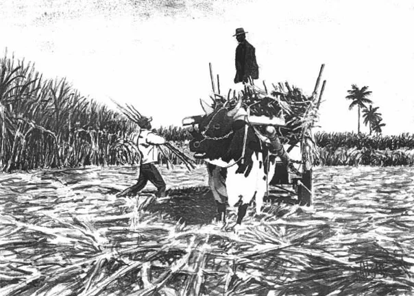 Black and white scan of a watercolour of a sugar cane cutter loading the cart, "Au chargement" by William Walkington in 1996