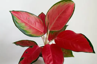 pupuk growmore untuk aglaonema