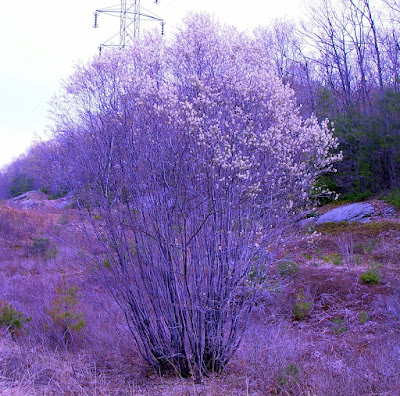 Ирга канадская (Amelanchier canadensis)