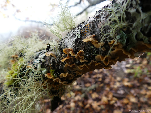 16: oranges and greens of fungus and lichen