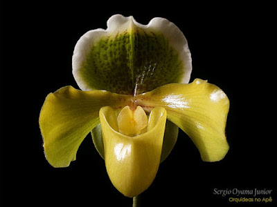 Paphiopedilum híbrido