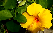 Yellow hibiscus look very beautiful