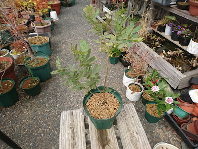 小さな鉢植え　完成