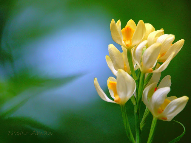 Cephalanthera fallcata