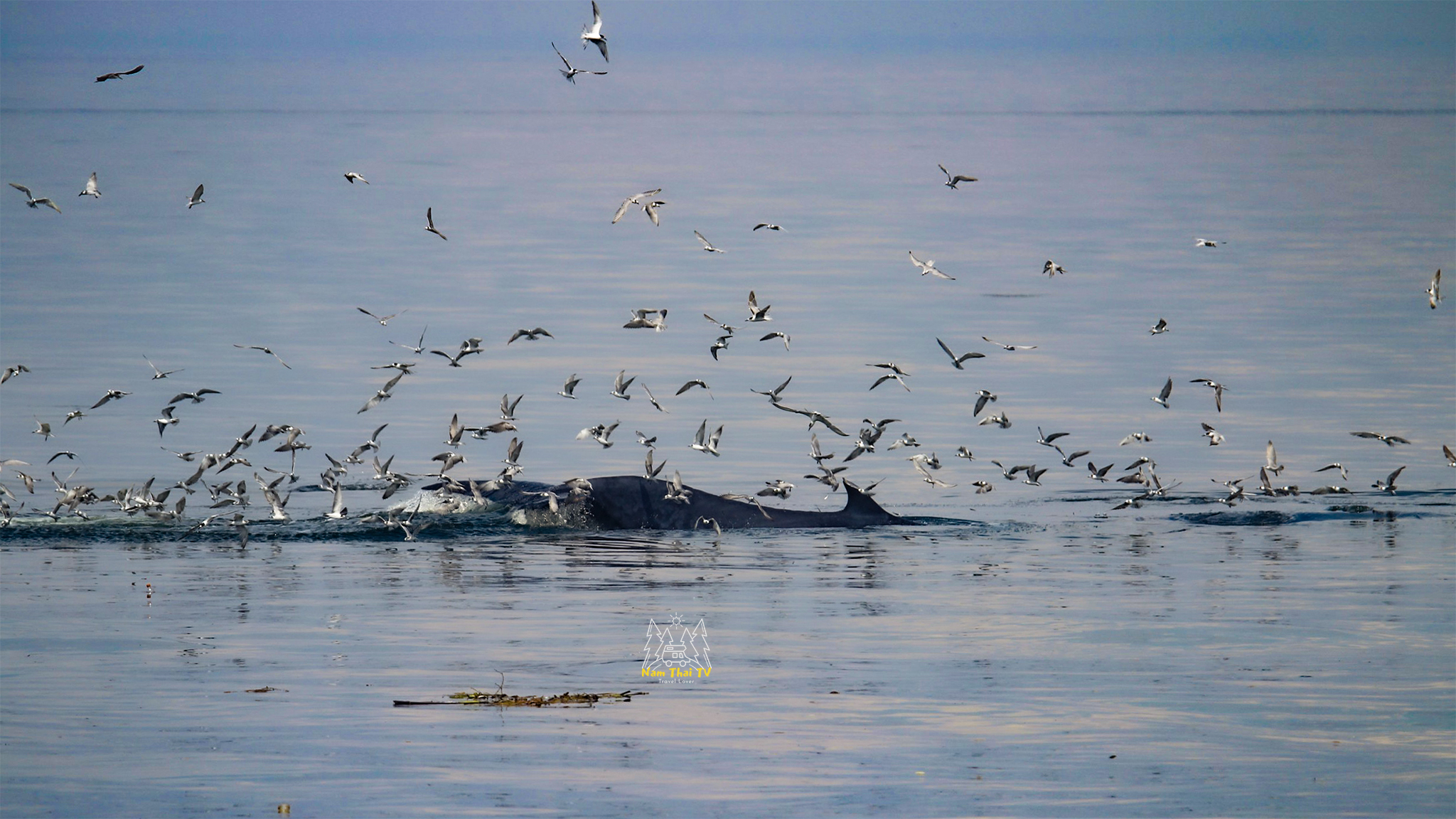 Trải nghiệm ngắm cá voi Bryde hiếm hoi sắp tuyệt chủng ở vịnh Thái Lan
