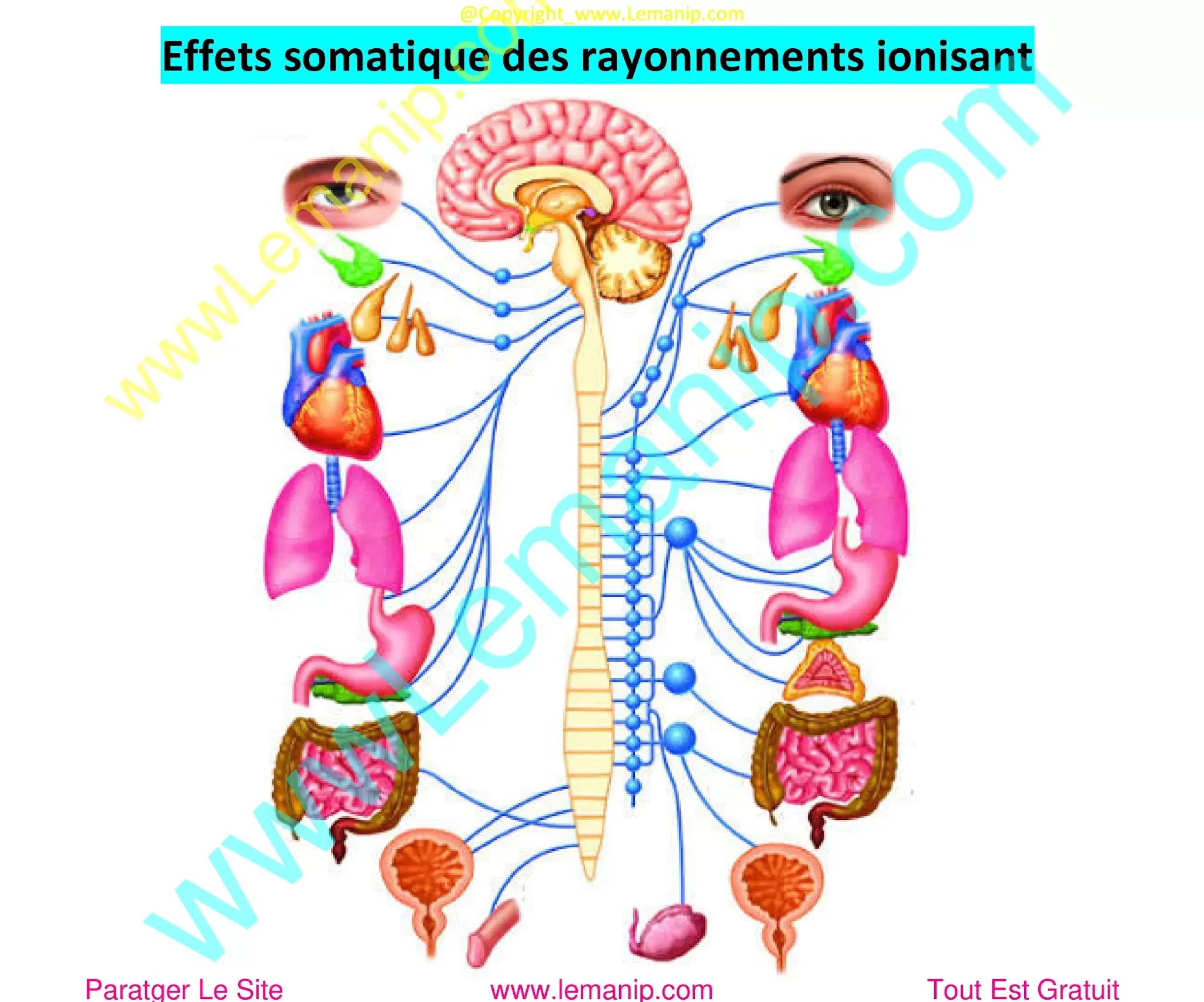 Effets somatique des rayonnements ionisant