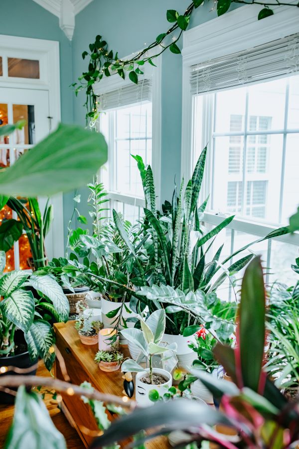 Plants in the sunroom help create a lush and calming space-designaddictmom