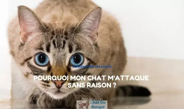 Pourquoi mon chat m'attaque sans raison ?