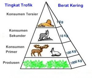 rangkuman-biologi-kelas-10-piramida-biomassa