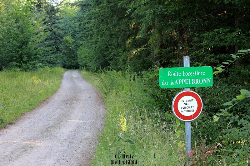 Route forestière de Kappelbronn