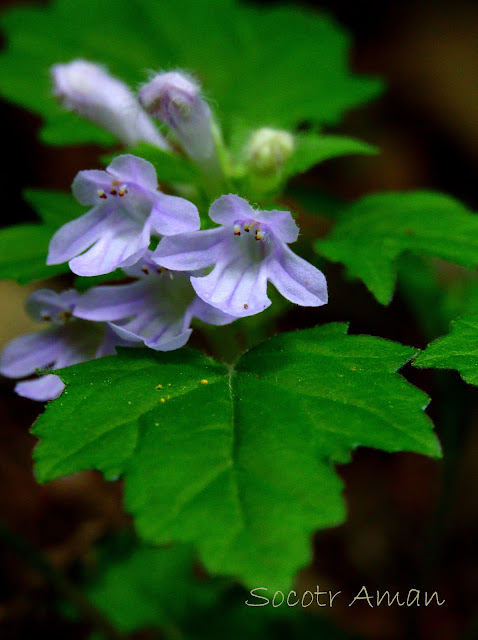 Ajuga japonica