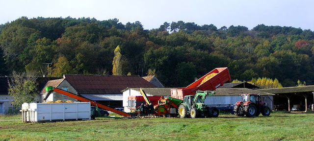 Farming family dehusking seed maize, Indre et Loire, France. Photo by Loire Valley Time Travel.