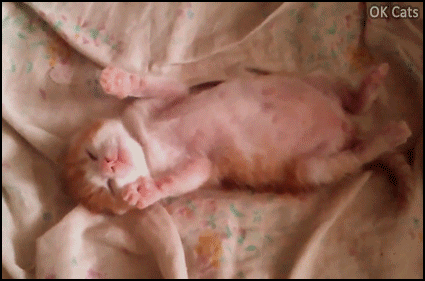 Twitching, VID Cute Kitten GIF • Aww...Cute pink kitten trembling, twitching legs during her dreams